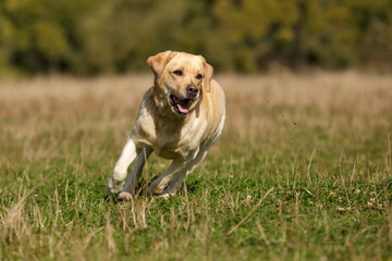 dog labrador retriever walk outdoor in summer