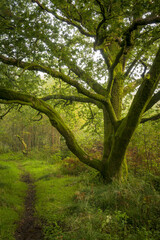 Naklejka premium Wood Path, Parkhill Wood, Lochwinnoch, Renfrewshire, Scotland,UK