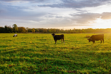 Diary cows grazing on idyllic valley at sunset