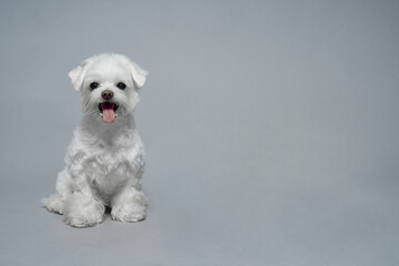 Maltese lapdog on a grey background 