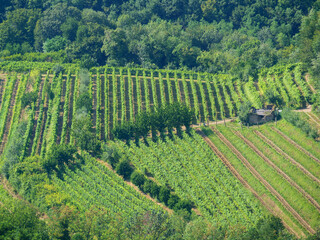Fototapeta na wymiar Aerial view on green grapevines in Italy