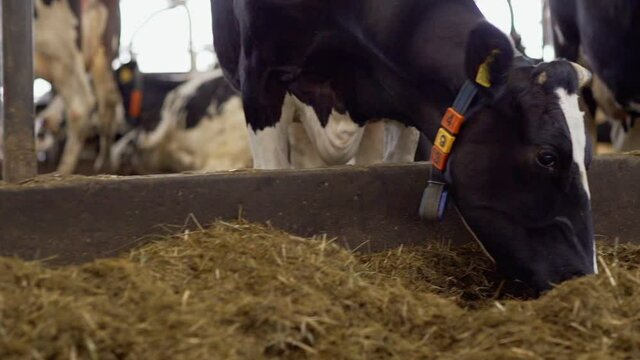 Closeup tracking shot of large group of dairy cows eating hay in slow motion in livestock stalls in farm cowshed