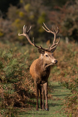 Large red stag deer staying alert in the bracken