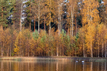 autumn in the forest with reflections in a lake