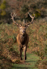 Large red stag walking along a grassy path in the bracken