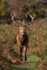Fototapeta premium Large red stag walking along a grassy path in the bracken