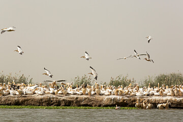 Parque Nacional de Aves de Djoudj .	