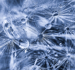 Dandelion in water drops close-up. Dandelion seeds, abstract background, poster design. Wallpaper, selective focus