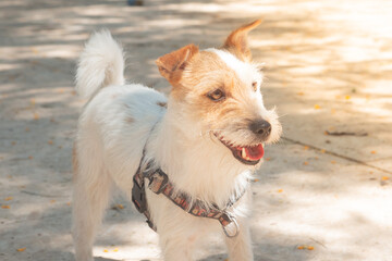 A nice mongrel dog walking on a sunny day.
