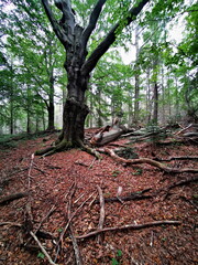 Fototapeta premium Old big tree in the autumn forest.