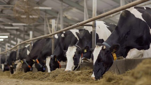 Panning slow motion shot of farm cowshed and group of dairy cows eating hay in livestock stalls