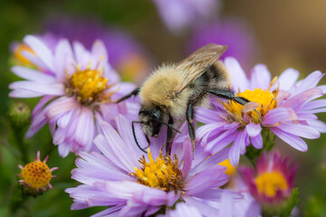 Honey bee (lat. Apis mellifera) and Symphyotrichum  Novi-Belgii.