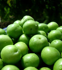 Organic Turkish green plums. 