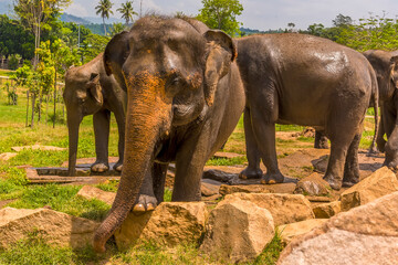 Fototapeta na wymiar An elephant gets close to spectators at Pinnawala, Sri Lanka, Asia