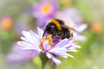 Bumblebee sp. (lat. Bombus) and Symphyotrichum  Novi-Belgii.