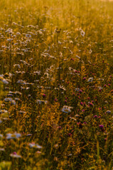 chamomile field in the morning fog