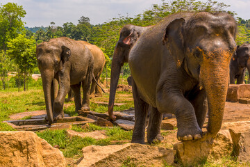 Fototapeta na wymiar An elephant climbs over a rock perimeter at Pinnawala, Sri Lanka, Asia