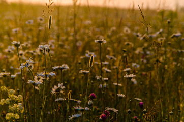 chamomile field in the morning fog
