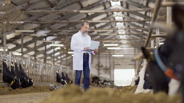 Tracking wide shot side view of middle aged vet in white coat standing in cowshed, examining dairy cows eating in stalls and making notes on laptop in slow motion