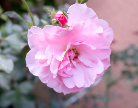 Pink rose. Rose flower closeup photo