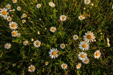 chamomile field in the morning fog