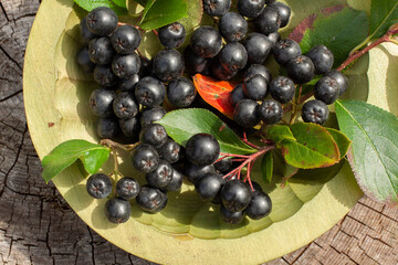 Black chokeberry (Aronia melanocarpa) in green wooden bowl, fresh black chokeberry