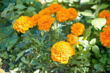 Marigold flowers. Blooming marigold. Orange flowers to a garden. Orange flower