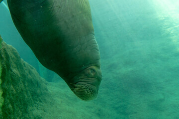 Huge walrus swimming n the water