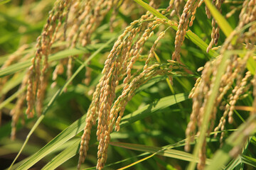 稲穂