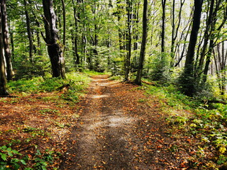 Obraz premium Colorful leaves in the autumn forest.