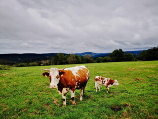Fototapeta na wymiar Krowa i cielątko rasy Hareford pasąca się na pastwisku na tle pochmurnego nieba.