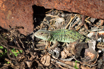 The sand lizard (lat. Lacerta agilis), of the family Lacertidae.