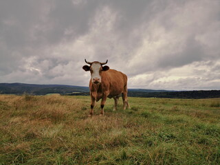 A Hareford cow grazing in a pasture against a cloudy sky.