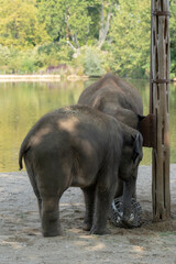 Indian elephants enjoying good wather and playing
