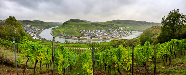 Hiking on the Moselsteig (hiking trail) in the Moselle valley on a rainy day, view to Machtum, Luxembourg - 384851924