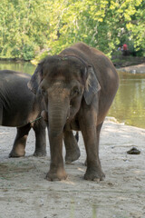 Fototapeta premium Indian elephants enjoying good wather and playing