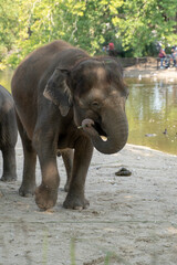Fototapeta premium Indian elephants enjoying good wather and playing