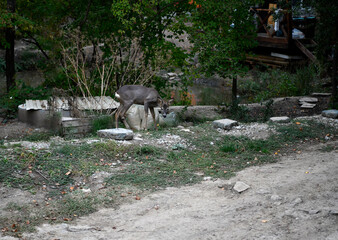 black dog mom protects and looks after her son little gray fawn