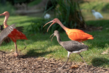 Scarlet Ibis walking around and enjoying sun