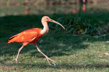 Scarlet Ibis walking around and enjoying sun