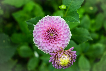 Pink georginia flower. Dahlia pink flower. Pink flower blooming in summer. Pink flower to a garden. Jewel pink dahlia. Close up pink dahlia flower. Franz Kafka Dahlia flower