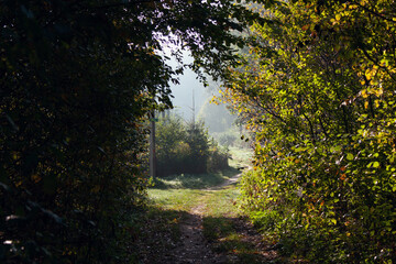  Autumn landscape. A path leading from the forest to a glade lit by the sun, a light misty haze, leaves of trees wet from the morning dew. Play of light and shadow.
