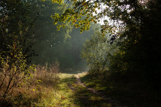 Picture of a morning autumn forest with sunbeams through a light fog, sunlit tree leaves and a narrow path.