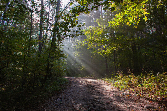 Picture of a morning autumn forest with sunbeams through a light fog, sunlit tree leaves and a forest road.