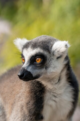 Portrait of a beautiful ring-tailed lemur
