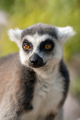 Portrait of a beautiful ring-tailed lemur © Marcin Jezierski