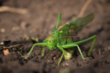 Green bush-cricket (female) laying eggs (lat. Tettigonia viridissima)