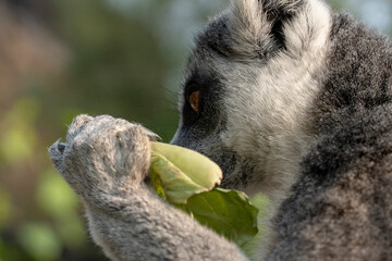 Portrait of a beautiful ring-tailed lemur