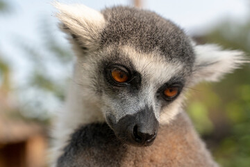 Fototapeta premium Portrait of a beautiful ring-tailed lemur