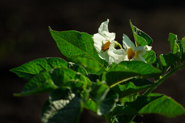 Obraz na płótnie Canvas Blooming potato (lat. Solanum tuberosum)